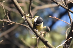 Parus major