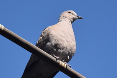 Streptopelia decaocto