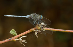 Orthetrum guineense