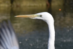 Ardea alba