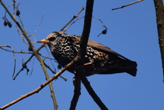 Sturnus vulgaris
