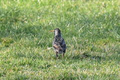 Sturnus vulgaris