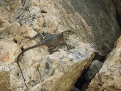 Laudakia sacra