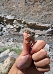 Diploderma laeviventre