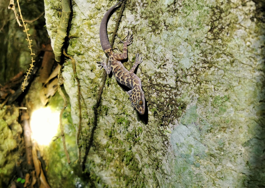 Vieng Phoukha Bent-Toed Gecko