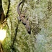 Vieng Phoukha Bent-toed Gecko - Photo (c) 通通, some rights reserved (CC BY-NC), uploaded by 通通
