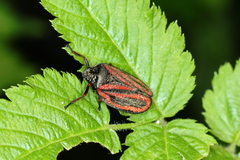 Mahanarva fimbriolata
