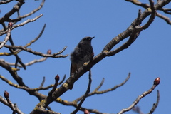 Phoenicurus ochruros