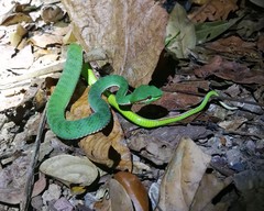 Trimeresurus popeiorum