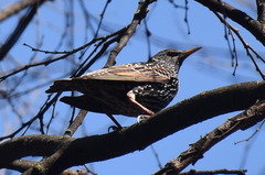 Sturnus vulgaris