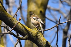 Fringilla coelebs