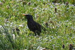 Sturnus vulgaris
