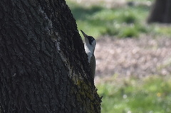 Picus viridis