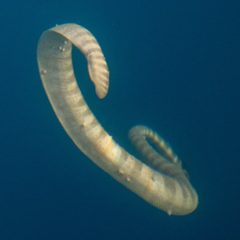 Hydrophis lapemoides