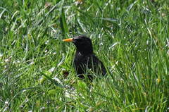 Sturnus vulgaris