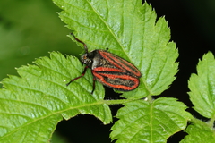 Mahanarva fimbriolata