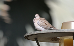 Streptopelia decaocto