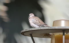 Streptopelia decaocto
