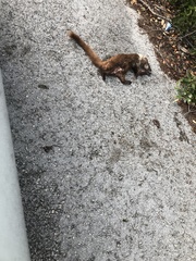 Nasua narica nelsoni