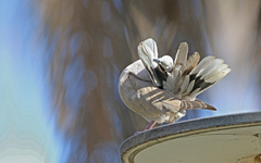 Streptopelia decaocto