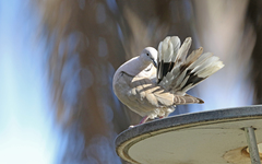 Streptopelia decaocto