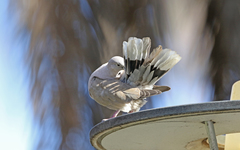Streptopelia decaocto