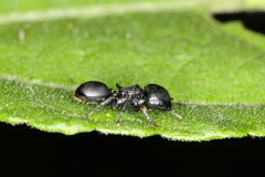 Cephalotes pusillus