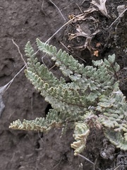 Cheilanthes hypoleuca