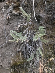 Cheilanthes hypoleuca