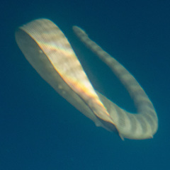 Hydrophis lapemoides