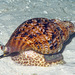 Giant Triton Snail - Photo (c) uwkwaj, some rights reserved (CC BY-NC), uploaded by uwkwaj