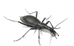 Carabus blaptoides oxuroides