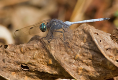 Orthetrum julia