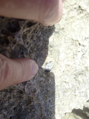 Echinolittorina ziczac
