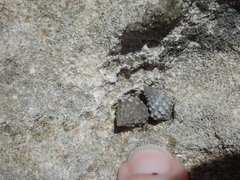 Echinolittorina tuberculata