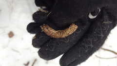 Canachites canadensis