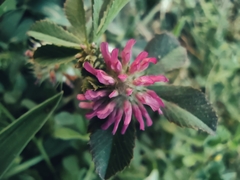 Trifolium resupinatum