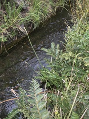 Baccharis sagittalis