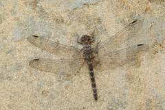 Bradinopyga strachani