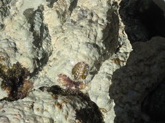 Acanthopleura granulata