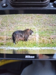 Myocastor coypus