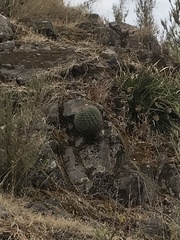 Eriosyce castanea