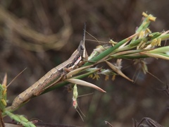 Neorthacris