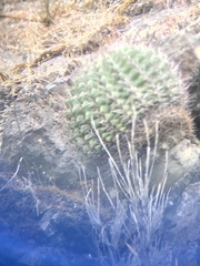 Eriosyce castanea