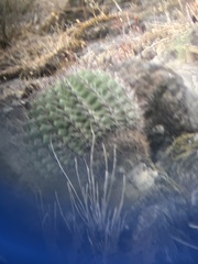 Eriosyce castanea