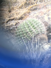 Eriosyce castanea