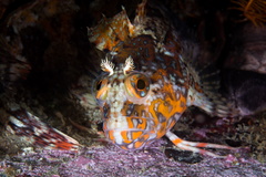 Clinus superciliosus