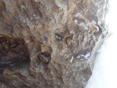 Acanthopleura granulata