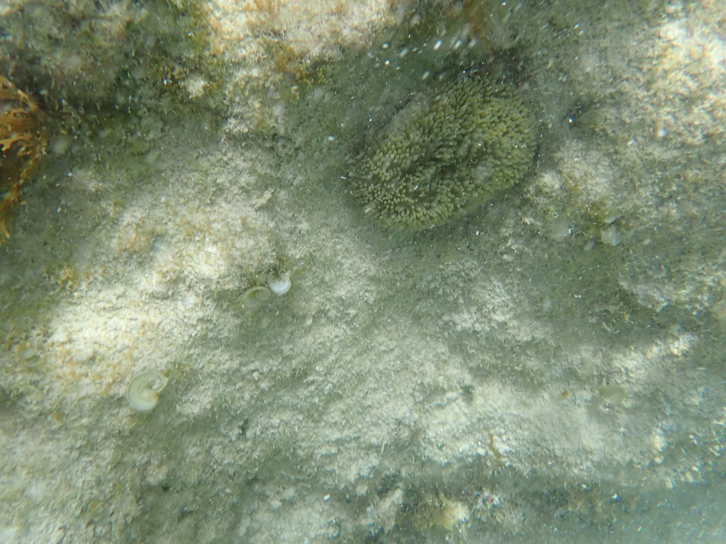 sun anemone from Hells Gate Island on March 10, 2022 at 12:55 PM by ...