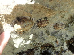 Acanthopleura granulata